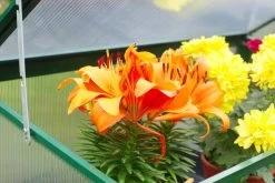 OUTFLEXX Gewächshaus, Grün, Alu/Polycarbonat 4mm, Pulverbeschichtet, 76 X 38,5 X 98,5 Cm 8 OUTFLEXX Gewächshaus, Grün, Alu/Polycarbonat 4mm, Pulverbeschichtet, 76 X 38,5 X 98,5 Cm -Warmer Garten 3 13730.jpg