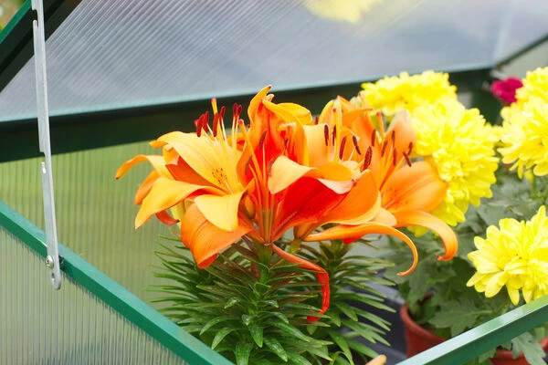 OUTFLEXX Gewächshaus, Grün, Alu/Polycarbonat 4mm, Pulverbeschichtet, 76 X 38,5 X 98,5 Cm 5 OUTFLEXX Gewächshaus, Grün, Alu/Polycarbonat 4mm, Pulverbeschichtet, 76 X 38,5 X 98,5 Cm – Bild 3